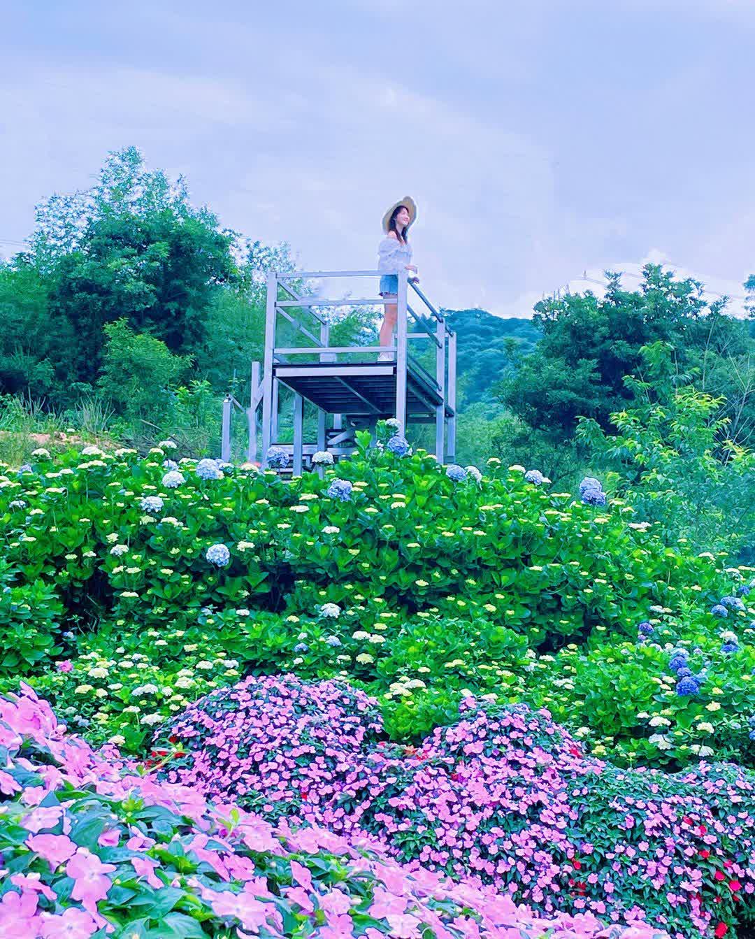 高家繡球花田-萬里第三園區2025年預計4月底開始至7月底 | 去趣 chicTrip