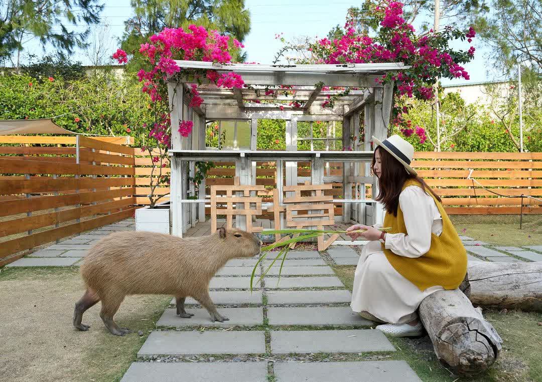 鹿境梅花鹿生態園區丨門票消費最高折抵140丨梅花鹿、水豚互動餵食丨室內親子DIY區丨親子遊戲區丨甜鹹輕食霜淇淋供應丨超可愛獨家紀念品丨奶茶、咖啡好喝 | 去趣 chicTrip
