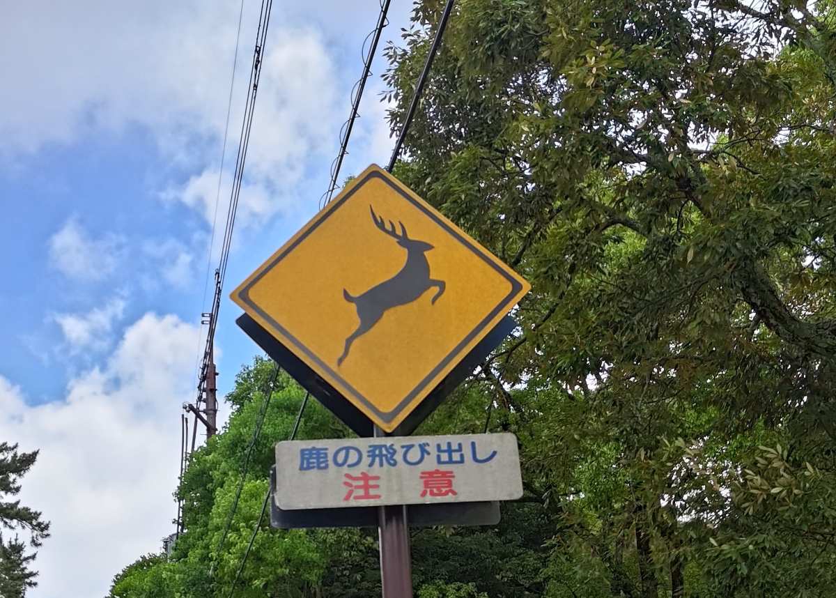 奈良公園 | 去趣 chicTrip