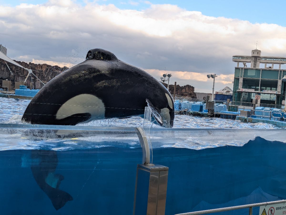 名古屋港水族館 | 去趣 chicTrip