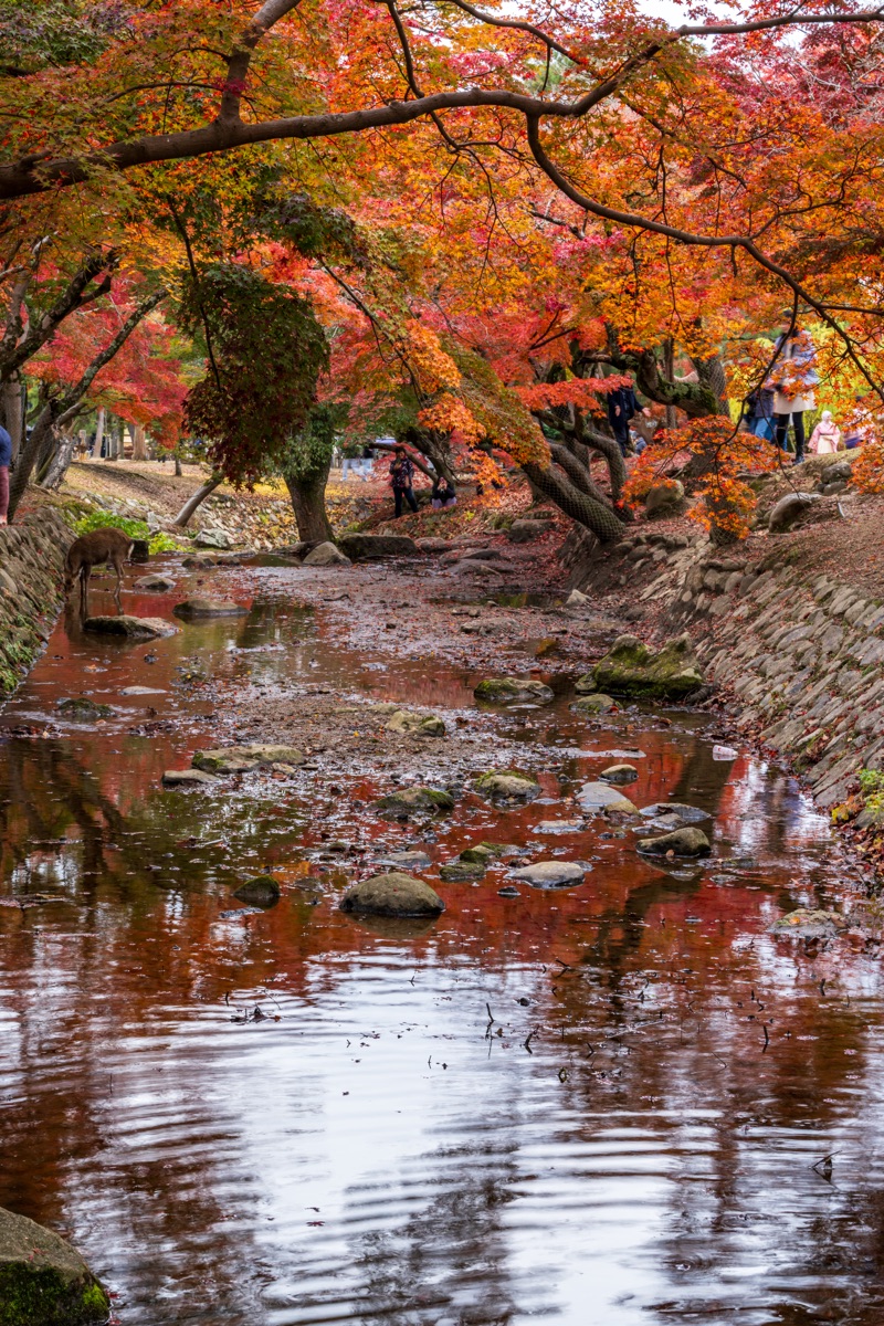 奈良公園 | 去趣 chicTrip