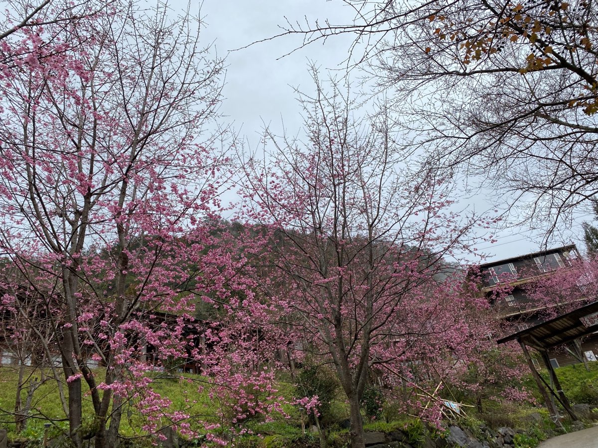 司馬庫斯 | 去趣 chicTrip