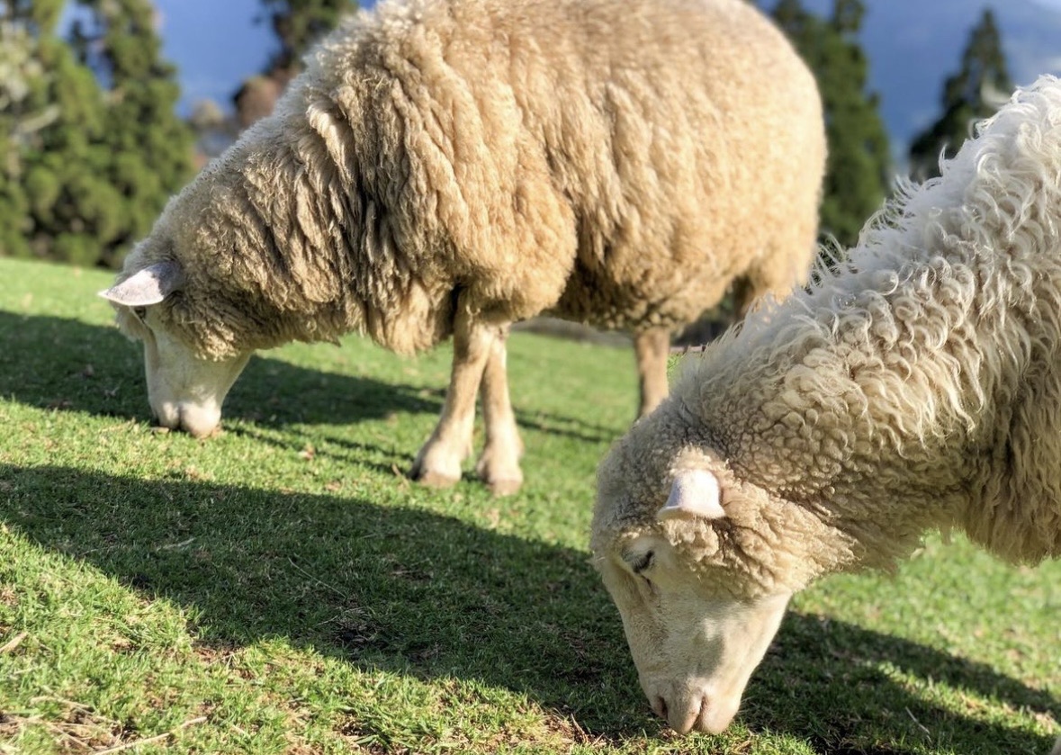 清境農場青青草原 | 去趣 chicTrip