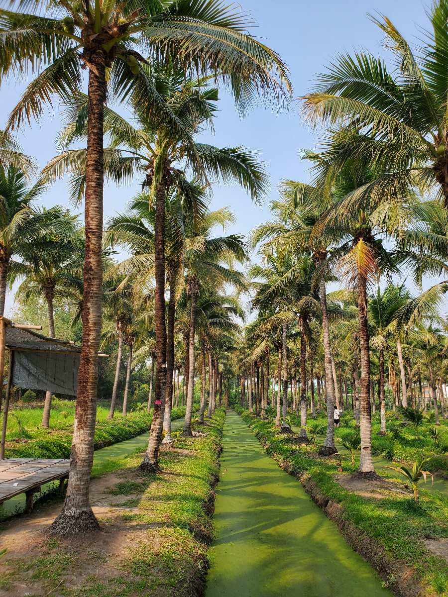 清邁椰林市集 (Coconut Market) | 去趣 chicTrip