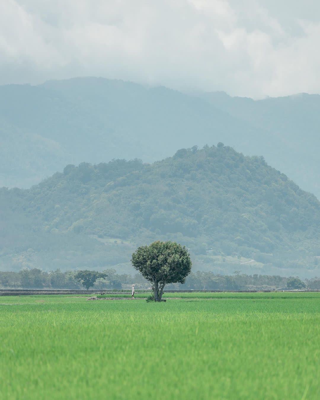 臺東池上錦新三號道路 伯朗大道 | 去趣 chicTrip