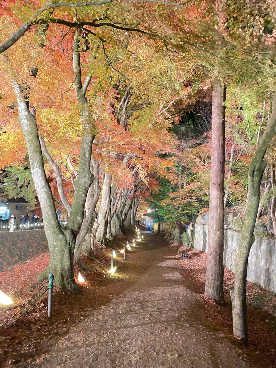 河口湖楓葉迴廊 | 去趣 chicTrip