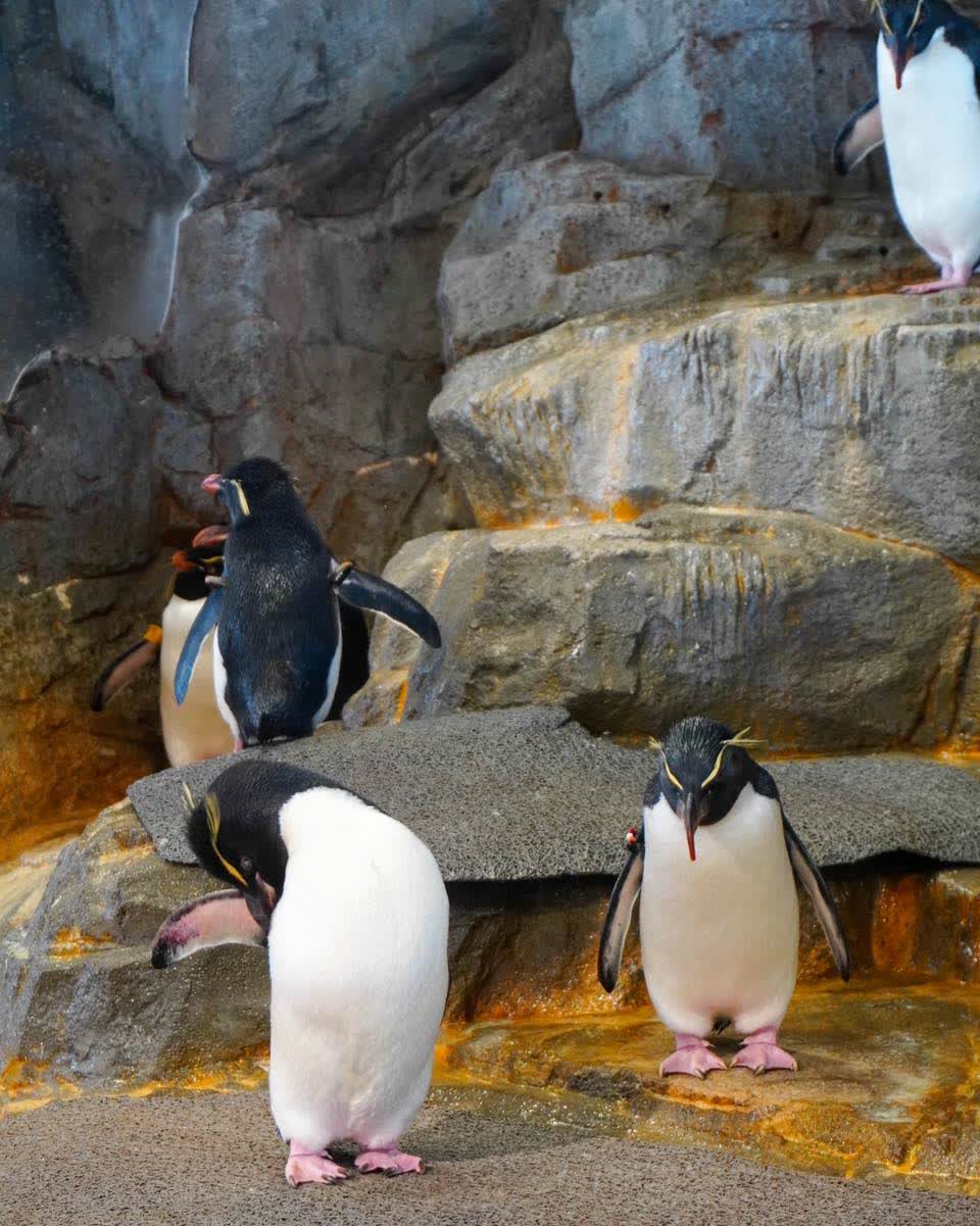 海遊館 | 去趣 chicTrip