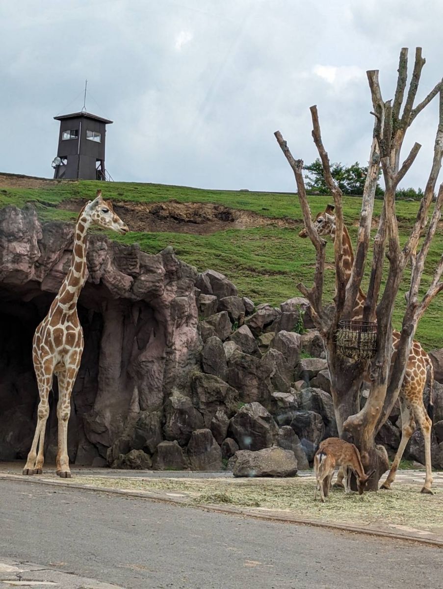 九州自然動物公園 | 去趣 chicTrip