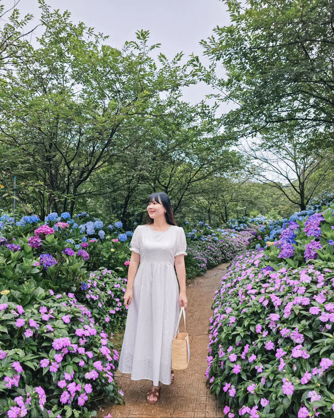 高家繡球花田-萬里第三園區2025年預計4月底開始至7月底 | 去趣 chicTrip