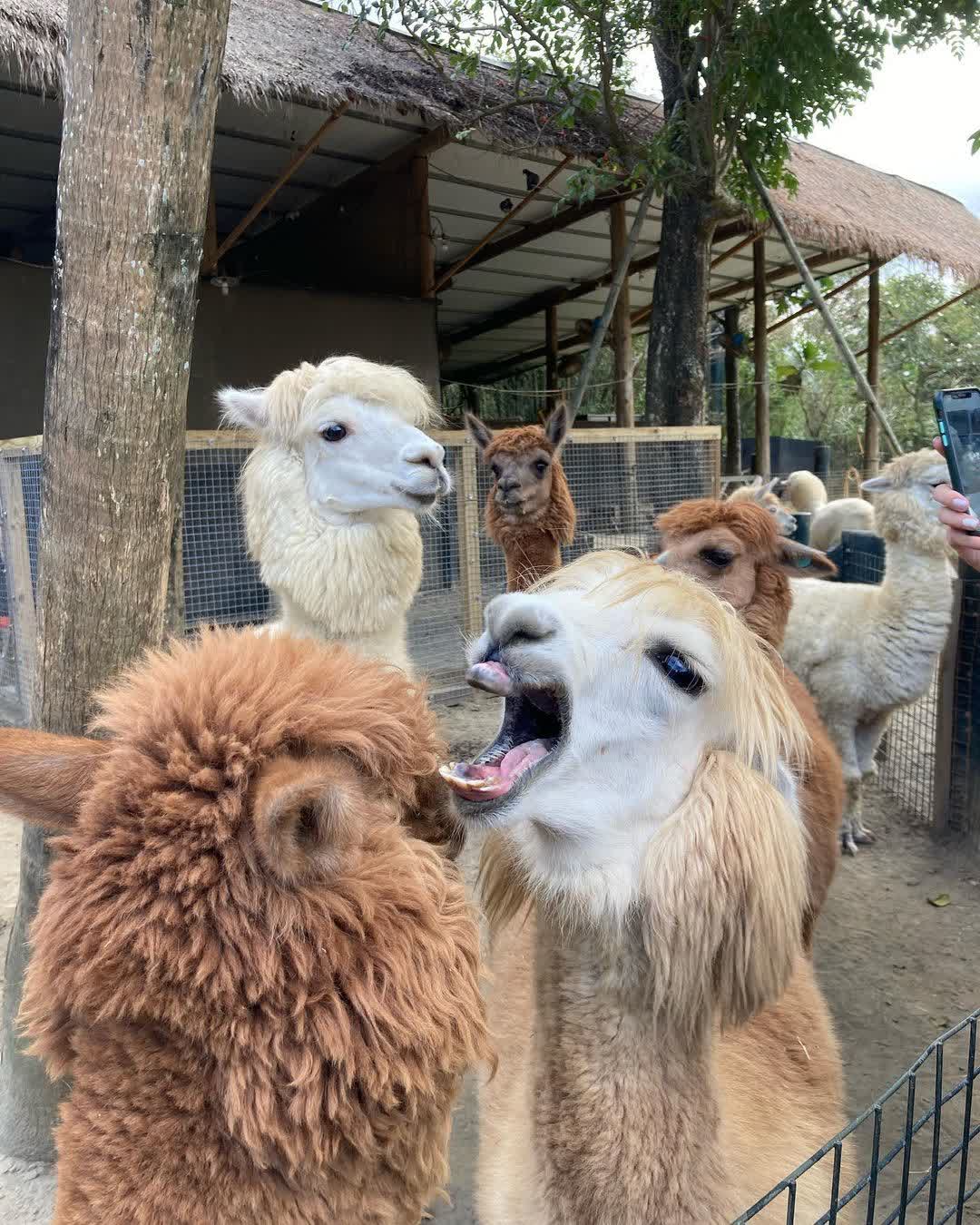 綠世界生態農場 | 去趣 chicTrip