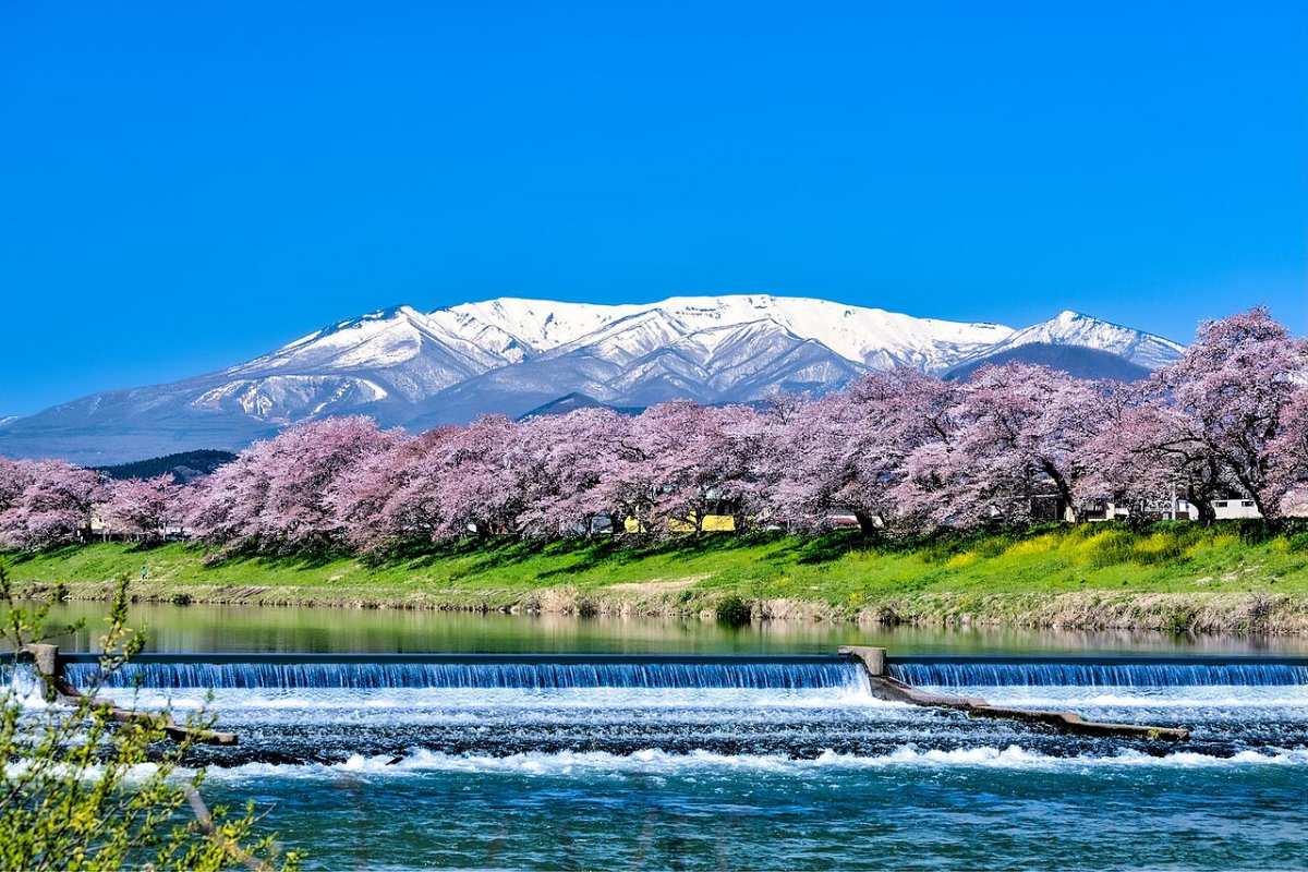 白石川堤 一目千本櫻 | 去趣 chicTrip