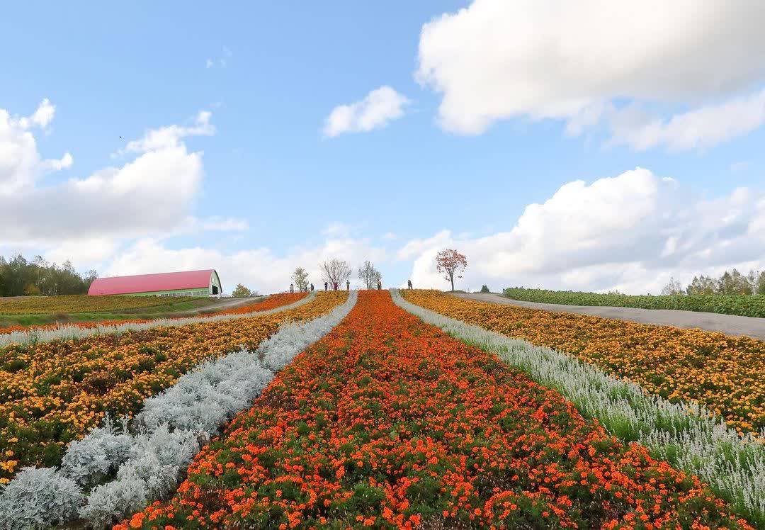 四季彩之丘 | 去趣 chicTrip