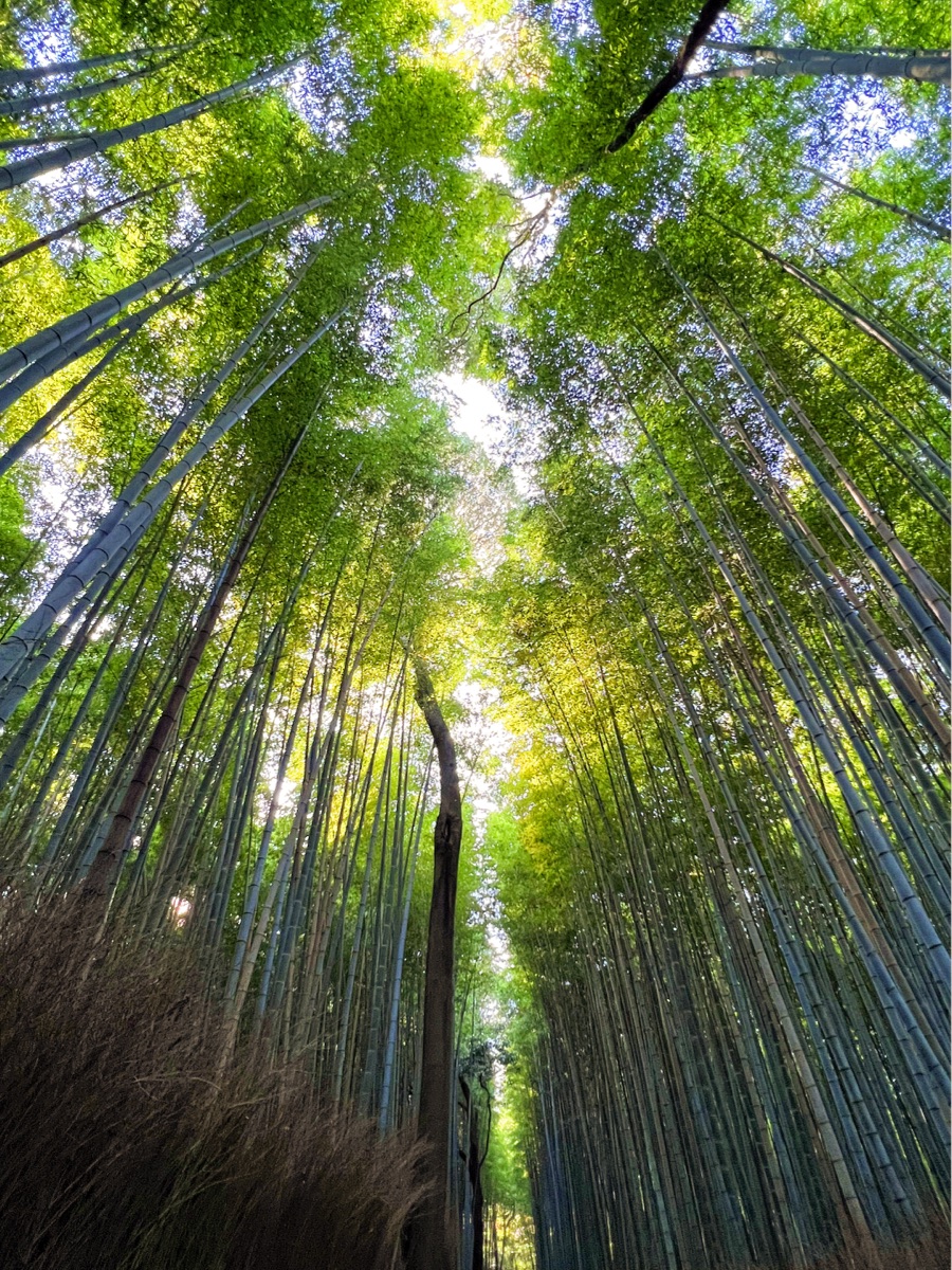 嵐山竹林小徑 | 去趣 chicTrip