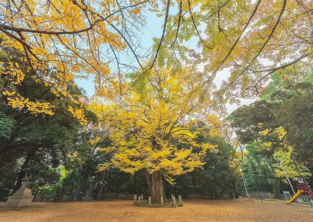 赤坂冰川神社 | 去趣 chicTrip