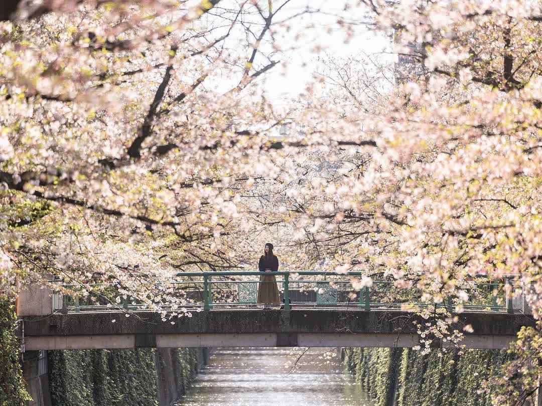 目黑川櫻花樹 | 去趣 chicTrip