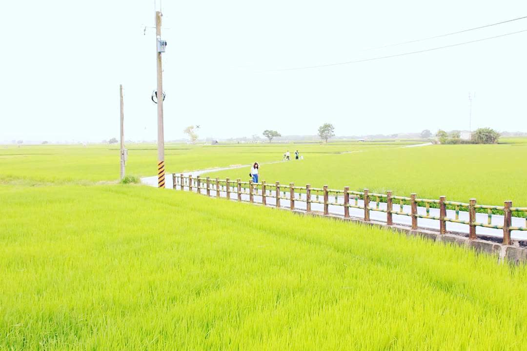 臺東池上錦新三號道路 伯朗大道 | 去趣 chicTrip
