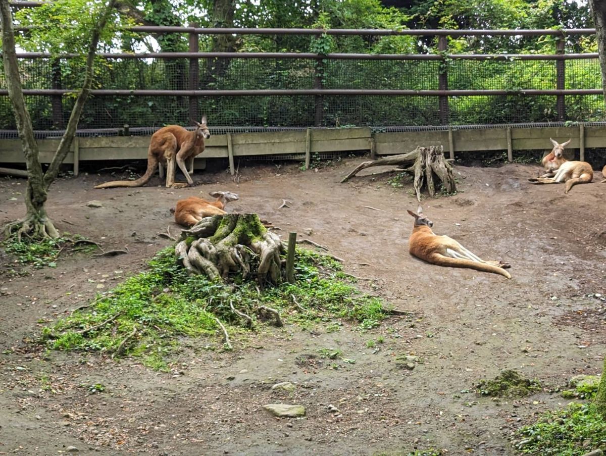 九州自然動物公園 | 去趣 chicTrip