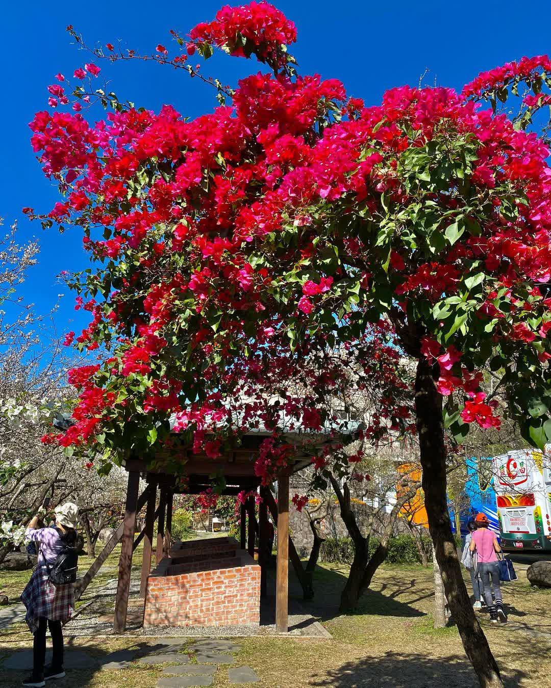 信義鄉農會梅子夢工廠(酒莊) | 去趣 chicTrip