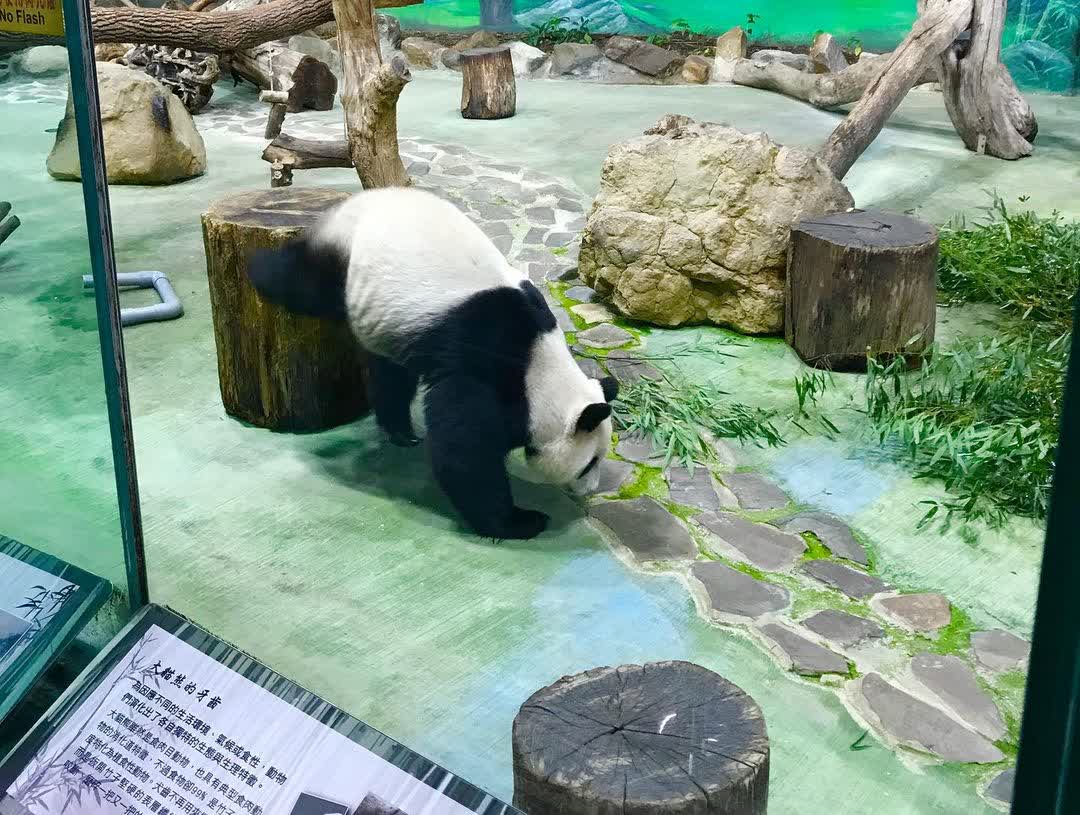 臺北市立動物園 | 去趣 chicTrip
