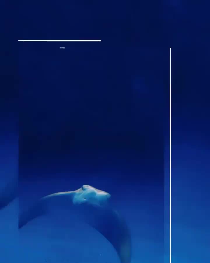 Xpark 水族館 | 去趣 chicTrip