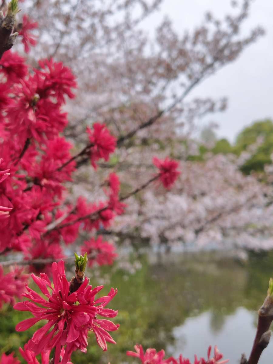 上野恩賜公園 | 去趣 chicTrip