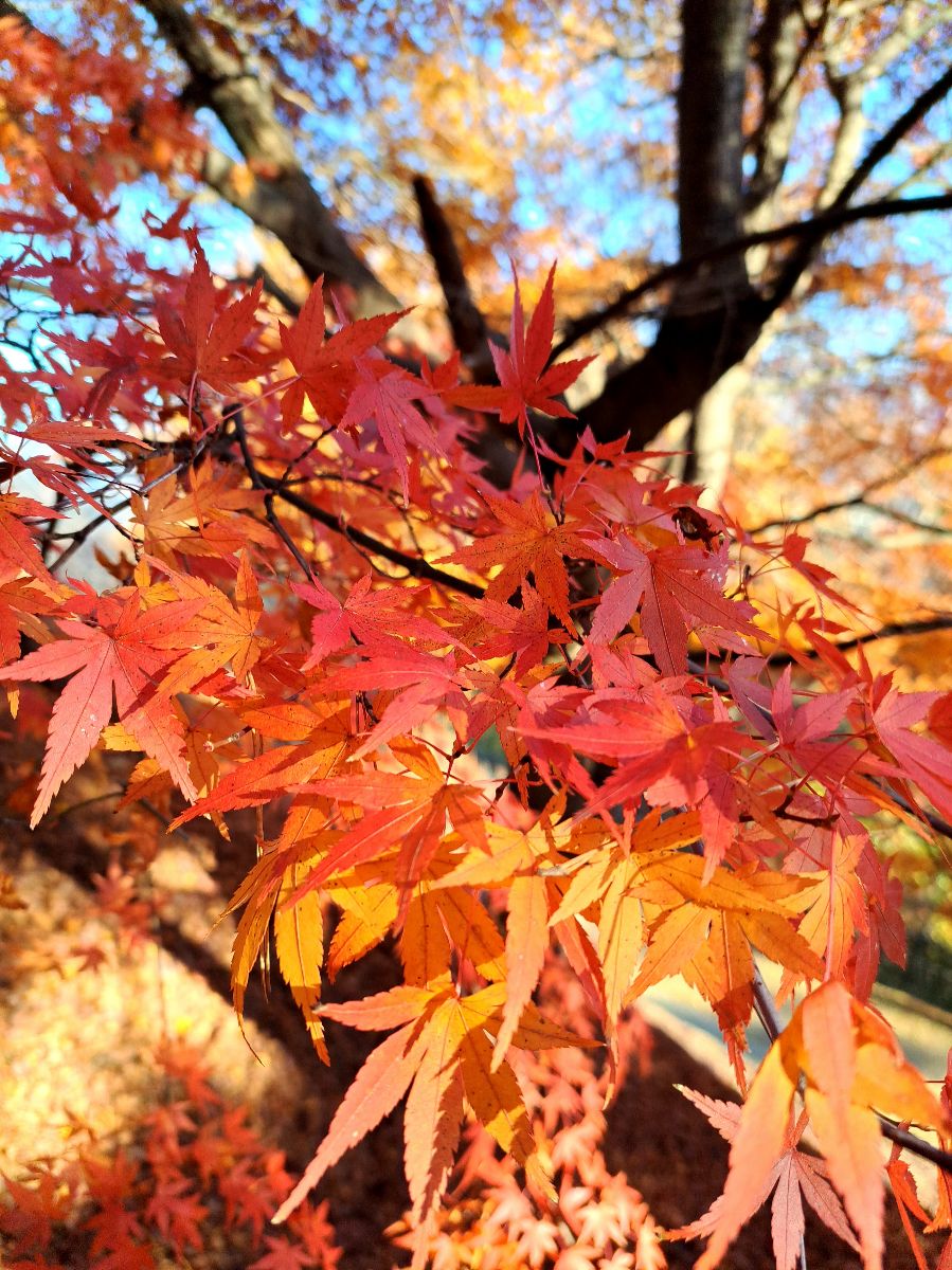 新倉山淺間公園 | 去趣 chicTrip