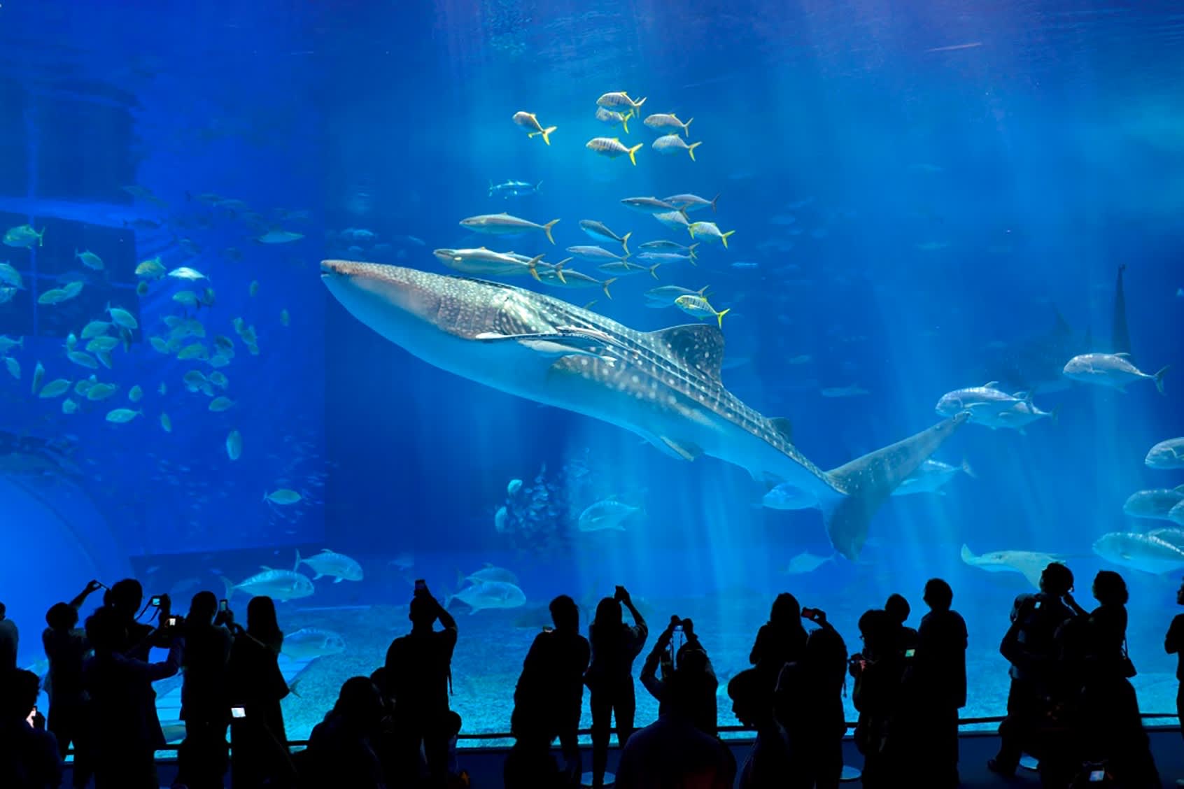 沖繩美麗海水族館 | 去趣 chicTrip