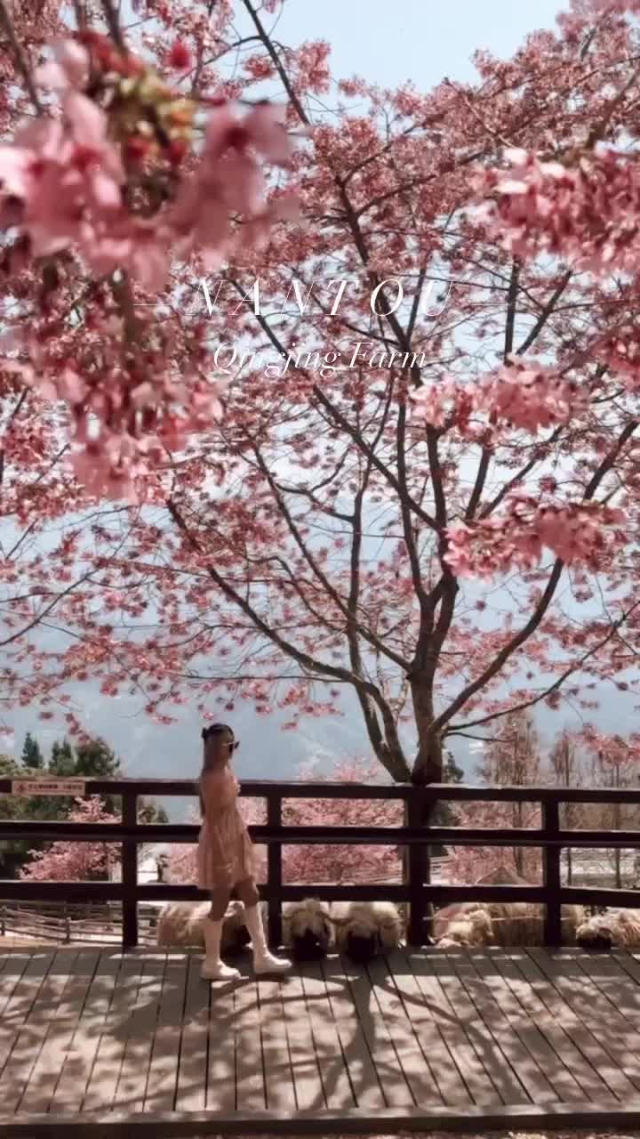 清境農場綿羊秀 | 去趣 chicTrip