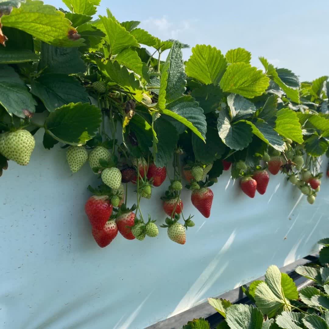 大湖草莓：六合高架牛奶草莓農場（歡迎使用LinePay支付） | 去趣 chicTrip