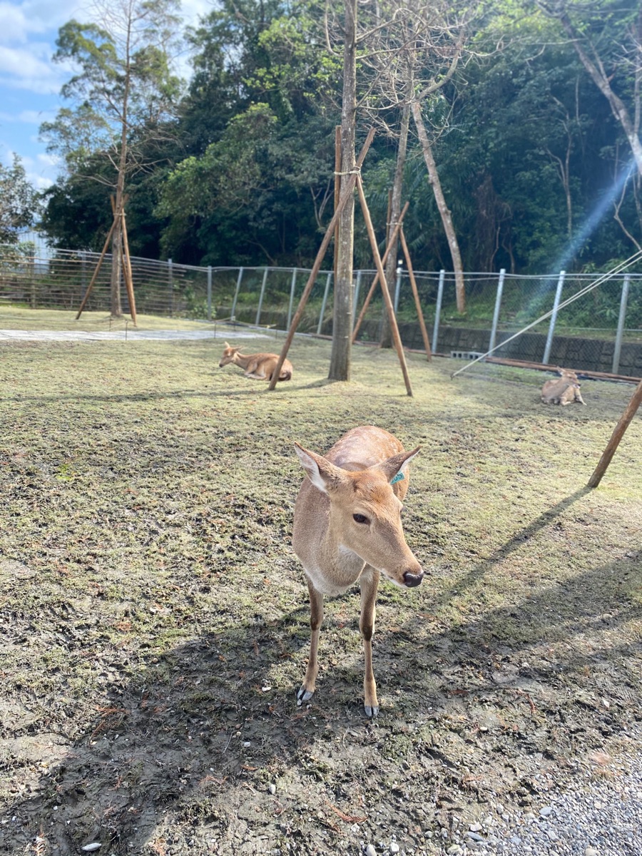 宜蘭-斑比山丘 | 去趣 chicTrip