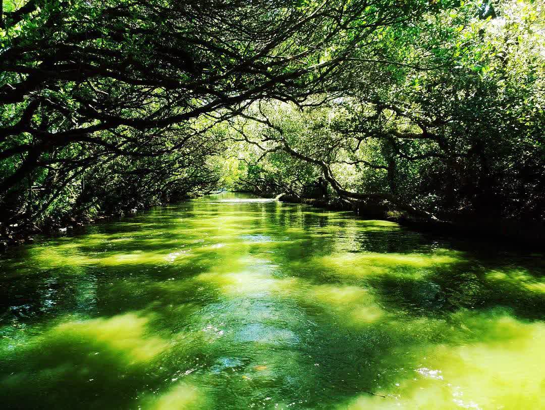 四草綠色隧道 | 去趣 chicTrip