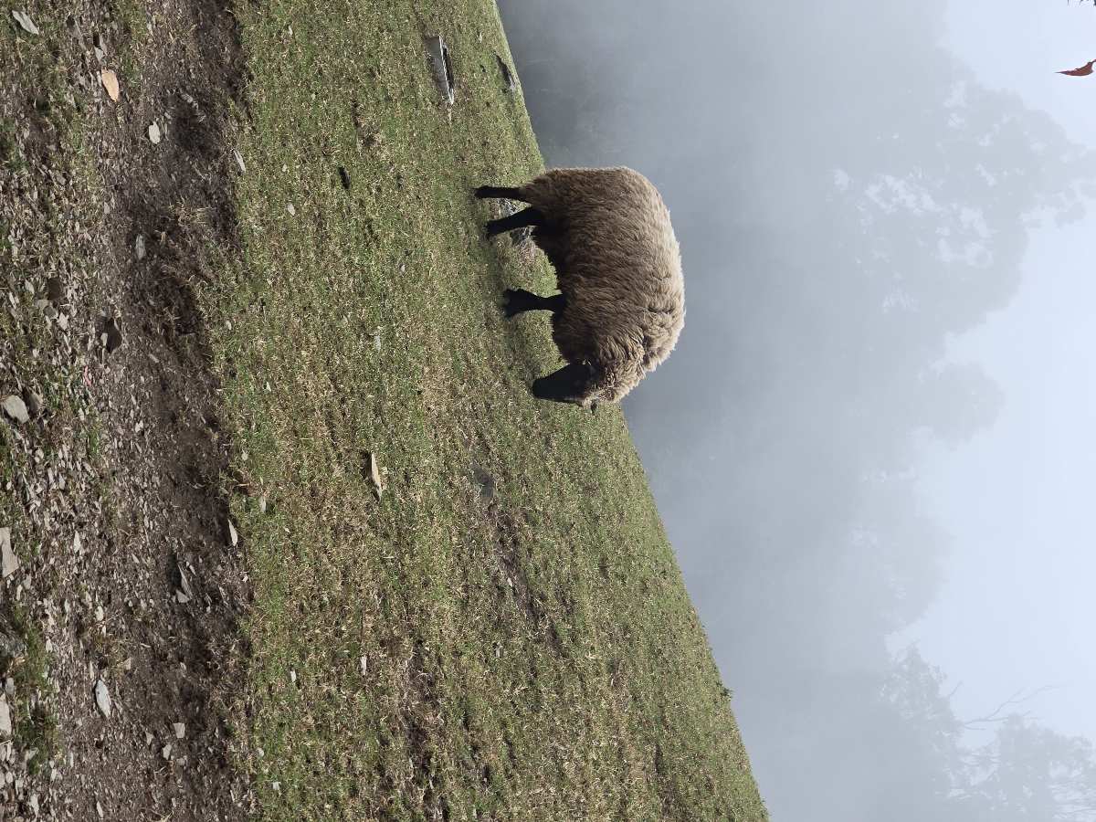 清境農場青青草原 | 去趣 chicTrip