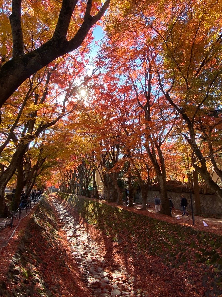 河口湖楓葉迴廊 | 去趣 chicTrip