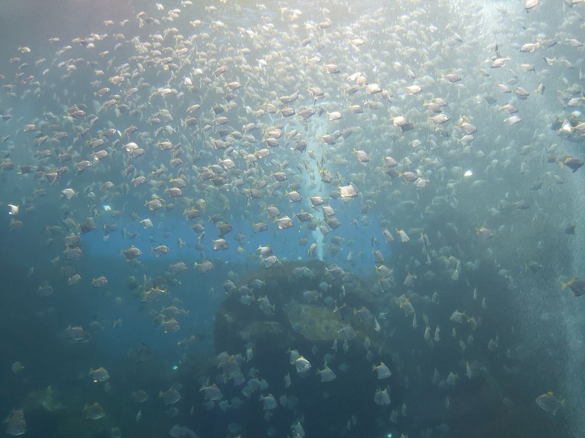 Xpark 水族館 | 去趣 chicTrip