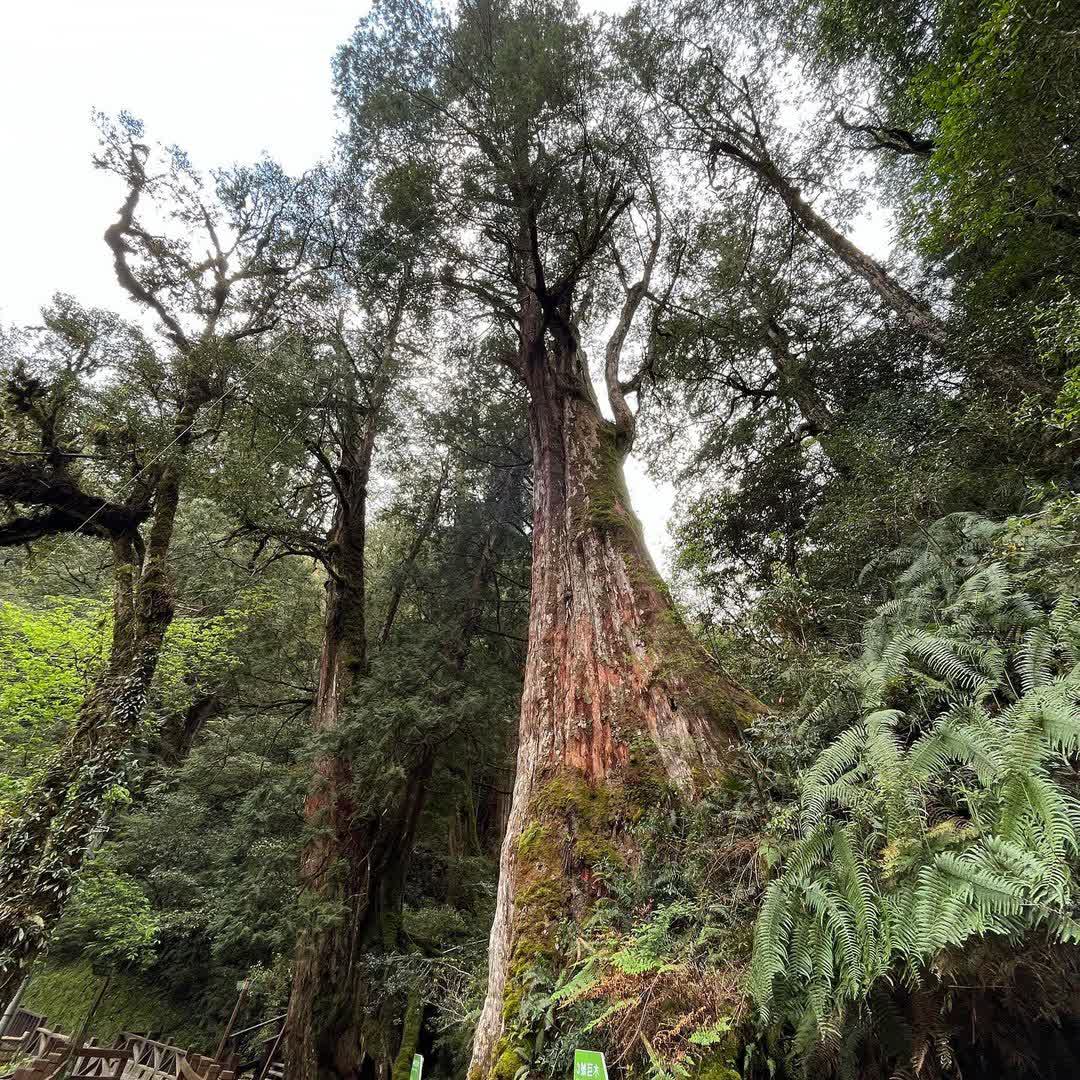 拉拉山 | 去趣 chicTrip