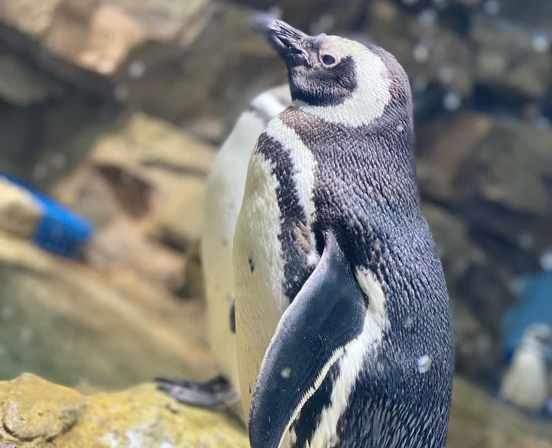 Xpark 水族館 | 去趣 chicTrip