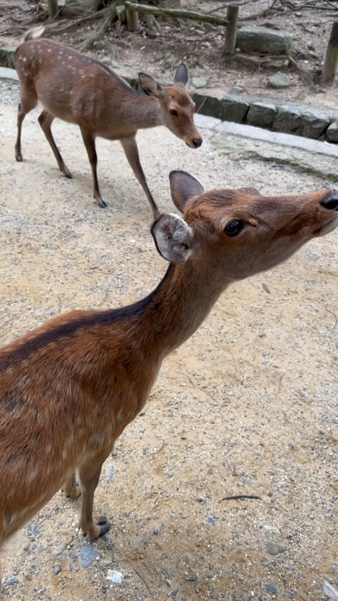 奈良公園 | 去趣 chicTrip