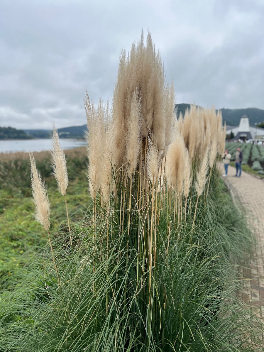 大石公園 | 去趣 chicTrip