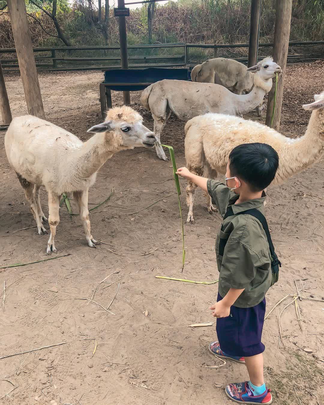 頑皮世界野生動物園 | 去趣 chicTrip