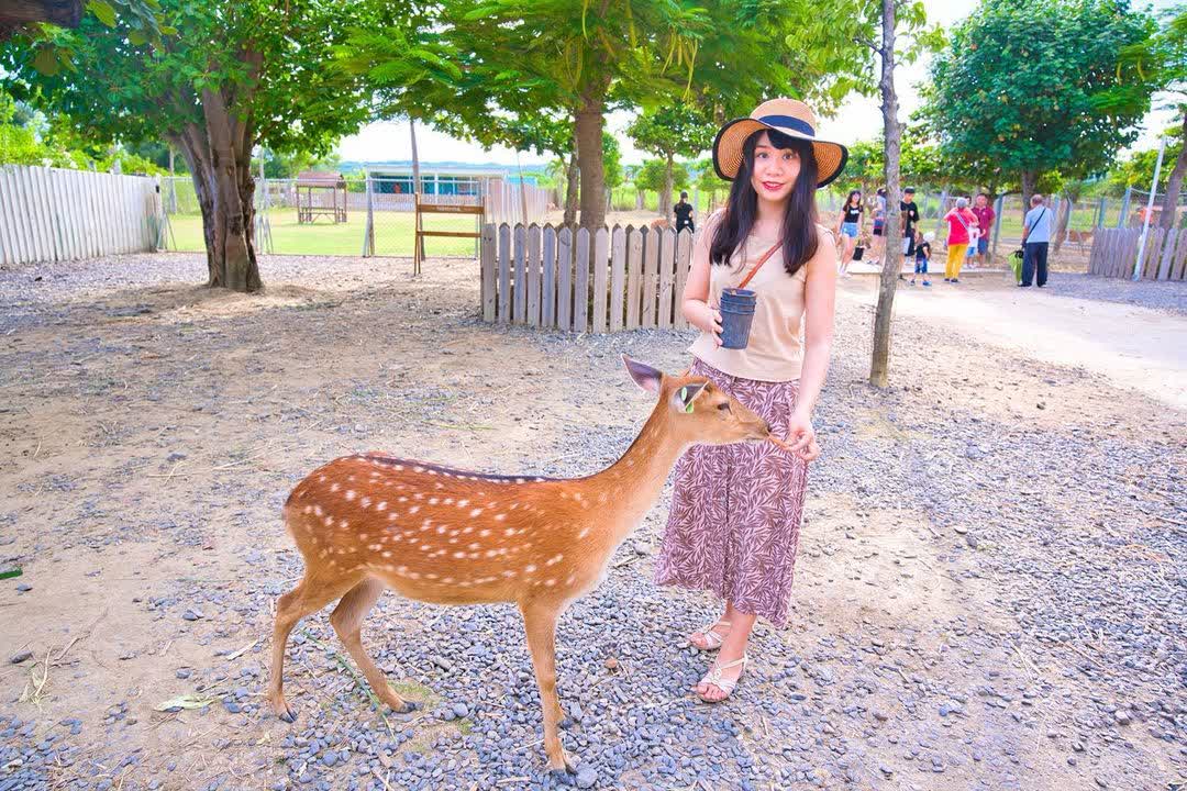 鹿境梅花鹿生態園區丨門票消費最高折抵140丨梅花鹿、水豚互動餵食丨室內親子DIY區丨親子遊戲區丨甜鹹輕食霜淇淋供應丨超可愛獨家紀念品丨奶茶、咖啡好喝 | 去趣 chicTrip
