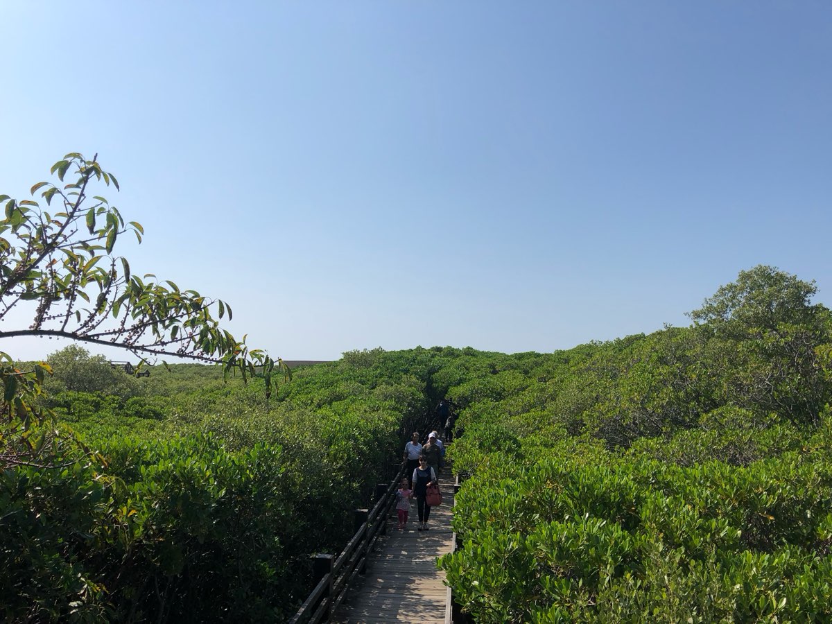 新豐紅樹林生態保護區 | 去趣 chicTrip