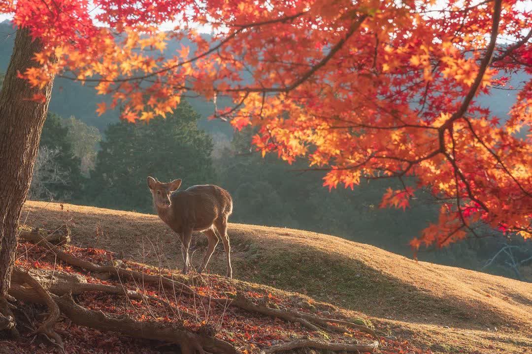 奈良公園 | 去趣 chicTrip
