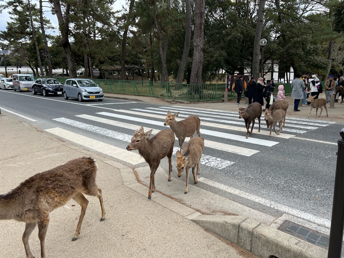Tōdai-ji 東大寺 | 去趣 chicTrip