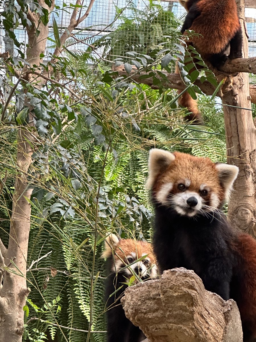 神戶動物王國 | 去趣 chicTrip