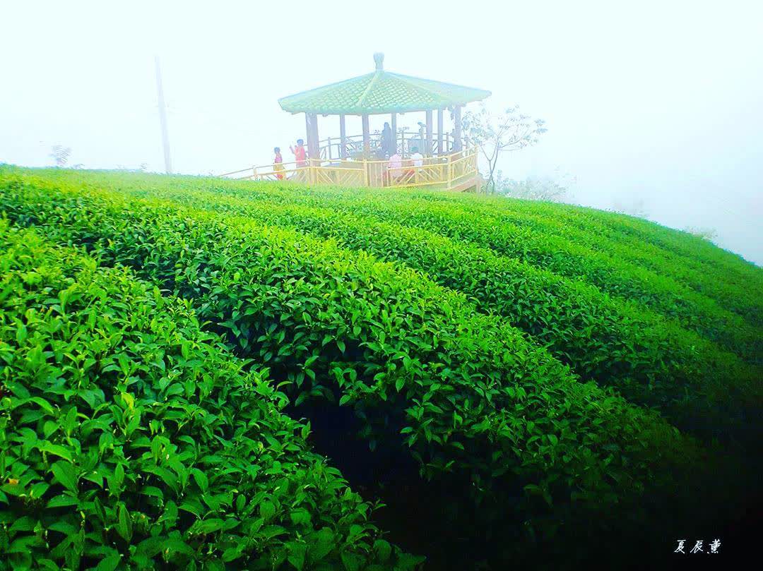 八卦茶園-雍富成記