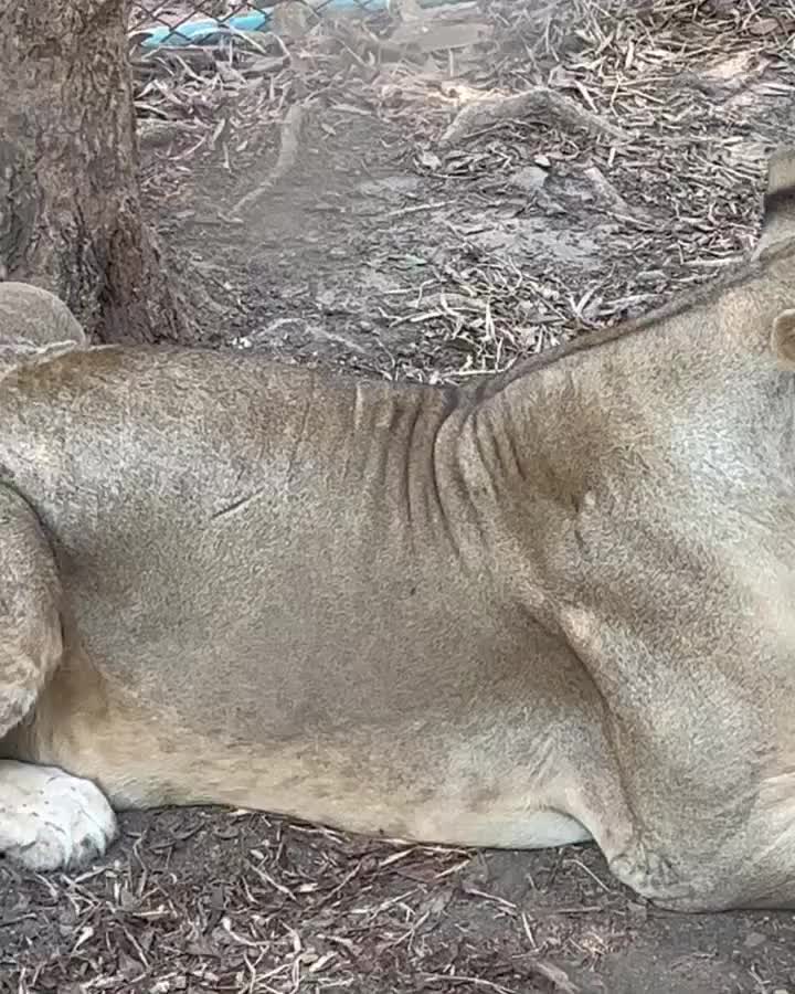 Safari Park Kanchanaburi | 去趣 chicTrip