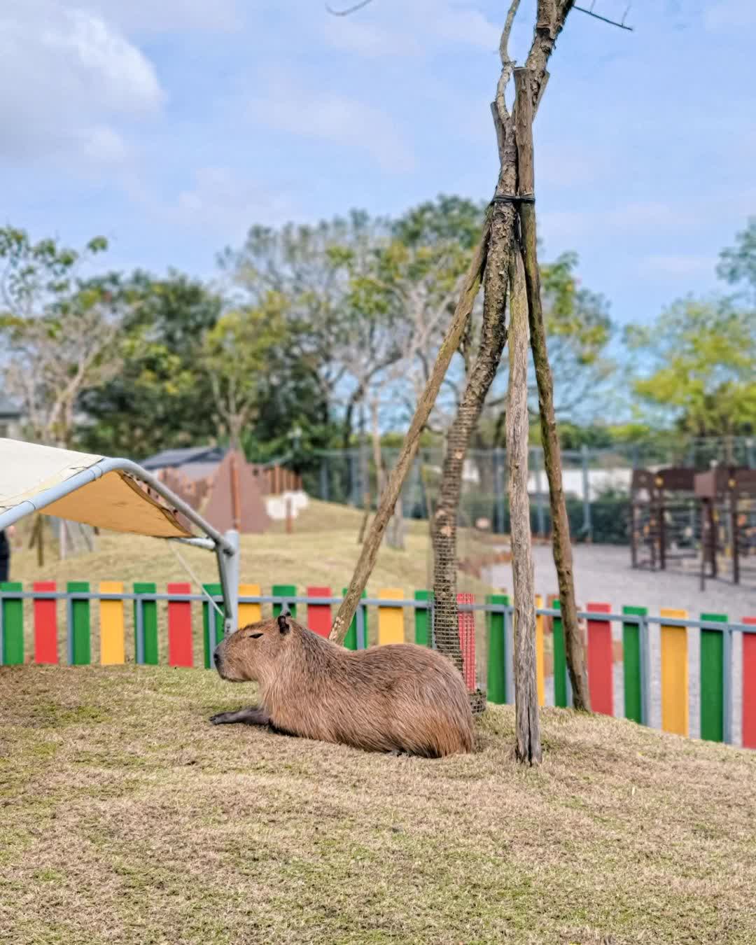 宜蘭-斑比山丘 | 去趣 chicTrip