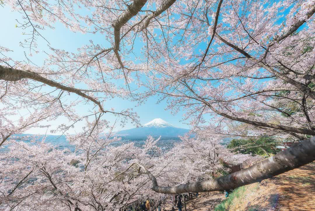 新倉山淺間公園 | 去趣 chicTrip