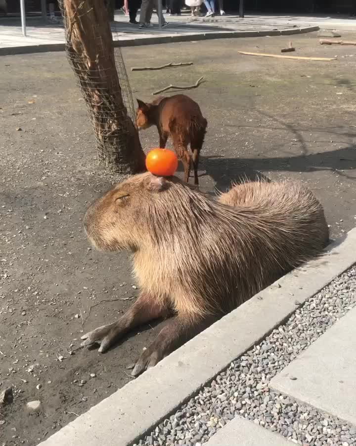 張美阿嬤農場（月森甯手作工坊） | 去趣 chicTrip