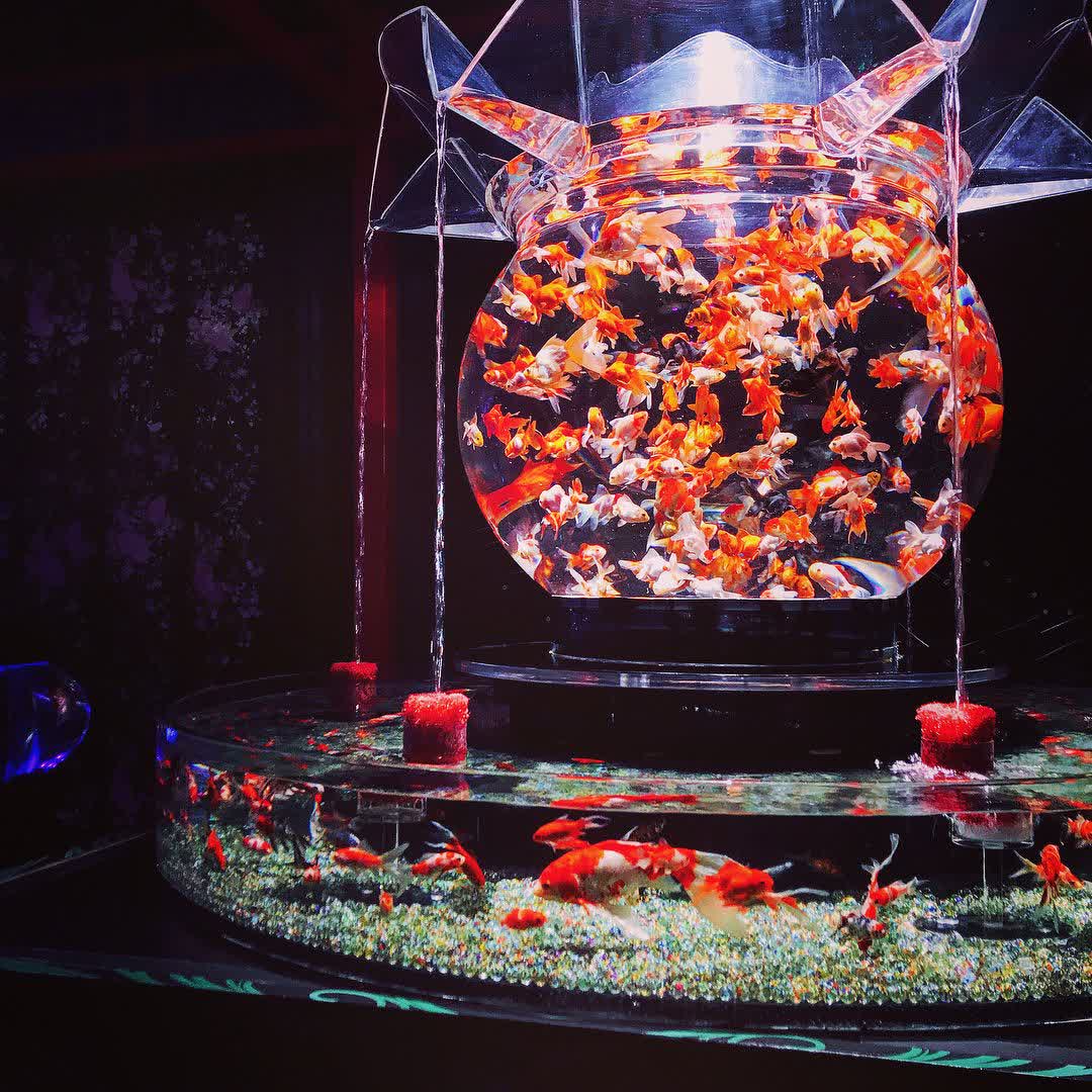 ART AQUARIUM MUSEUM 銀座金魚美術館 | 去趣 chicTrip